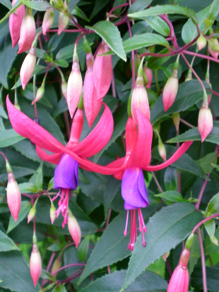 Fuchsia Wilma Versloot.