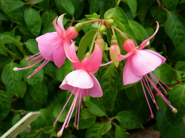 Fuchsia Albertina.