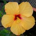Hibiscus (geel)