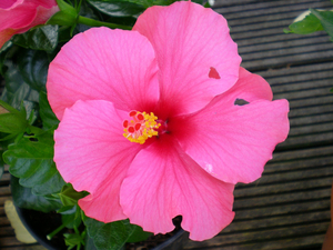 Hibiscus (rozerood)