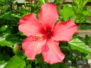 Hibiscus (rood)