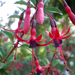 Fuchsia Senois Godelieve.