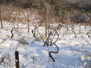 2009_12_19 Romedenne 018 vignes