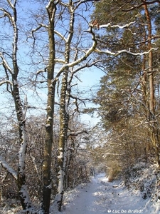 2009_12_19 Romedenne 021  Bois de Marmont