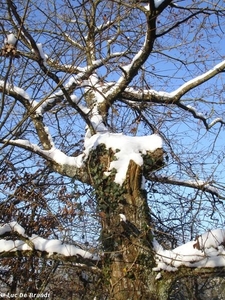 2009_12_19 Romedenne 026  Bois de Marmont