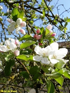 Appelbloesem 2