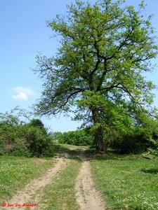 Plateau Pairmont