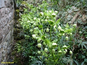 Romedenne wilde helleborus