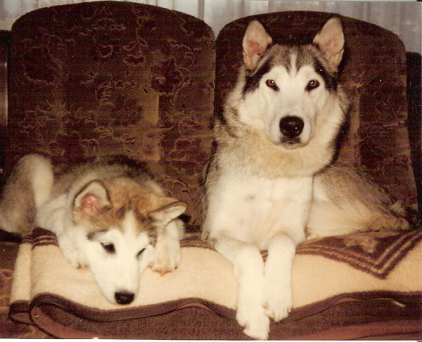 Juli '83 HB 2.5m met  Farah op de zetel