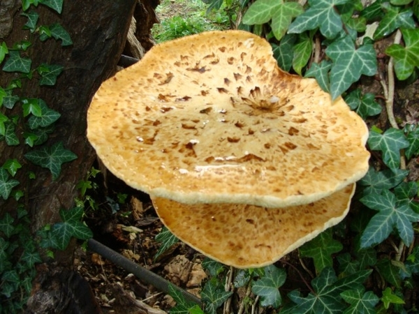 S-Plus wandeling Bilzen  156 [640x480]