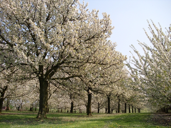 BLOESEMWANDELING SINT-TRUIDEN 18042009 010