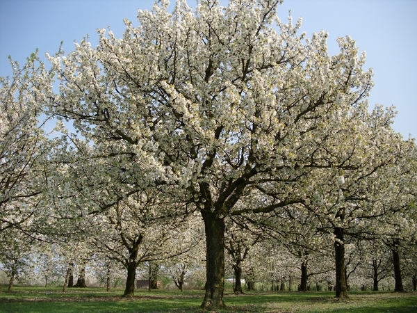 BLOESEMWANDELING SINT-TRUIDEN 18042009 011