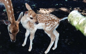 Moeder Mieke met DEPKE