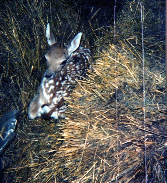 DEPKE mijn eerst geborene
