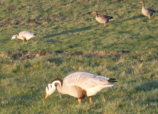 indische gans