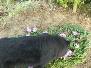 31_mei_2008_begrafenis_REMCO_037[1]