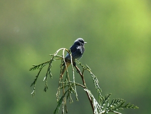 ardennen138