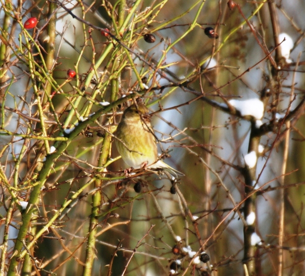 00124GROENLING (onvolwassen)