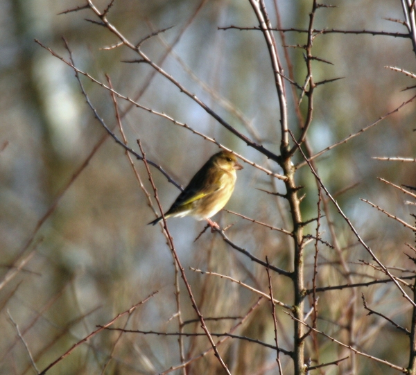 00125GROENLING (onvolwassen)