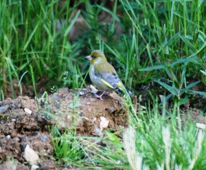 ardennen 3306