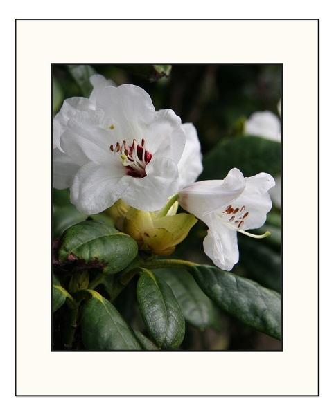 photoshop, bloemen, arboretum