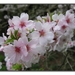 Prunus