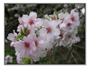 Prunus