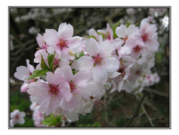 flora, natuur