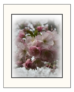 Prunus1