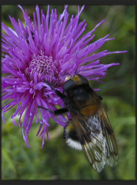 bloem, bijen, honing, stuifmeel, Marum