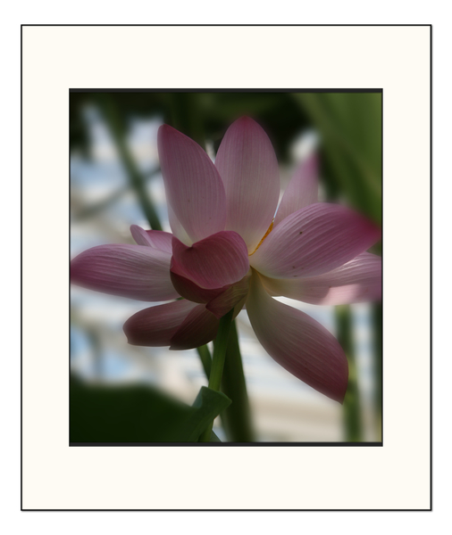 plant bloem tuin Meise softfocus