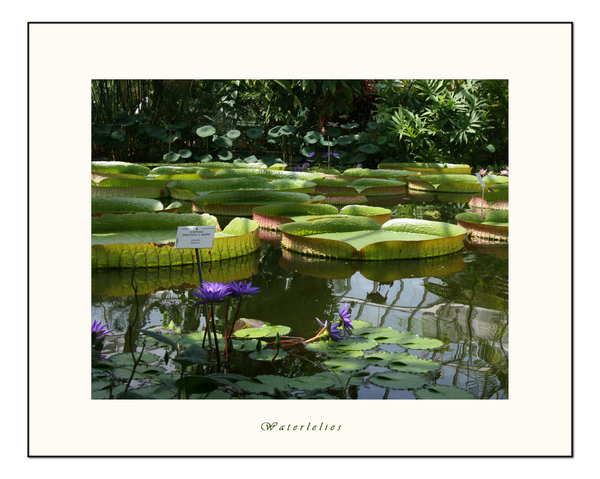 Waterlelies, fotoshoot kids