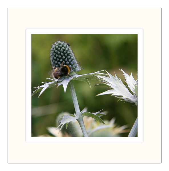 Plantentuin Meise 2012 001 066 kopi�ren 3