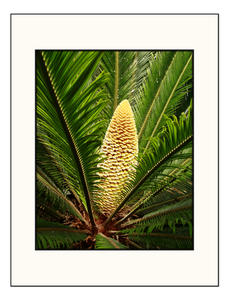 Palm, Plantentuin Meise