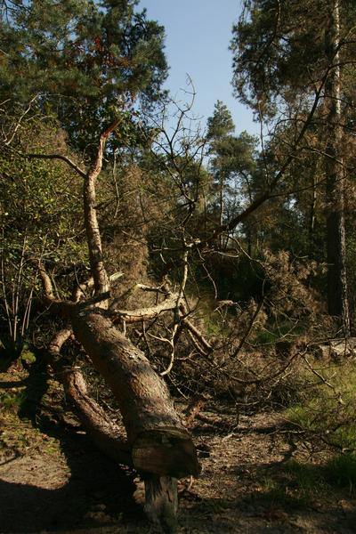 Strijbeekse heide002