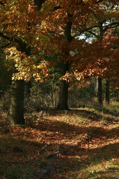 Strijbeekse heide014