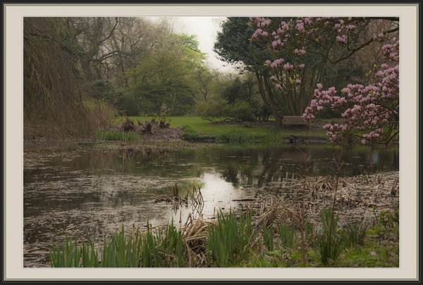 natuur, Kalmthout, Arboretum, bos, bomen, flora, fauna