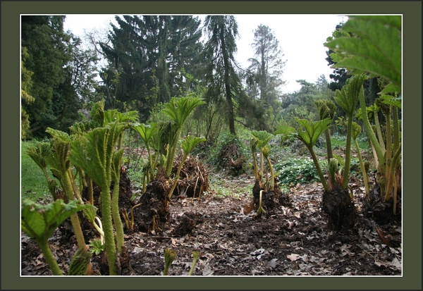 natuur, Kalmthout, Arboretum, bos, bomen, flora, fauna