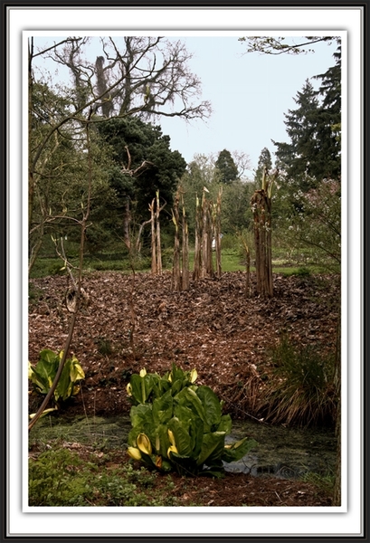 natuur, Kalmthout, Arboretum, bos, bomen, flora, fauna