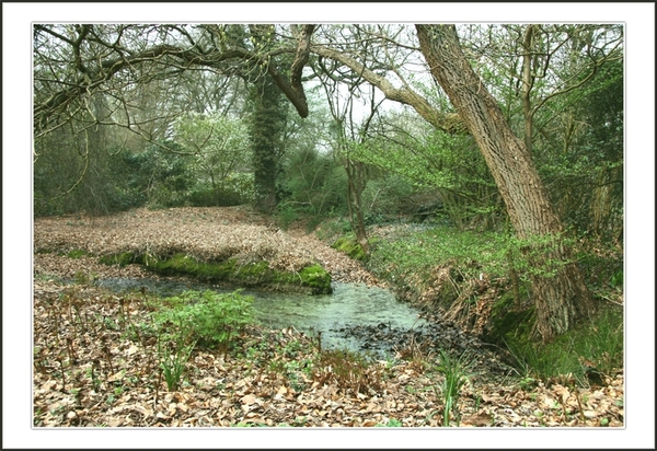 natuur, Kalmthout, Arboretum, bos, bomen, flora, fauna