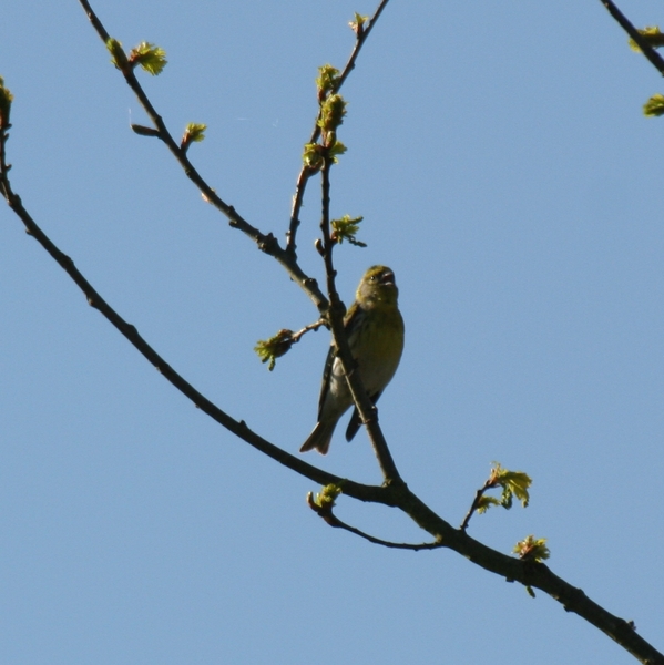 ardennen069