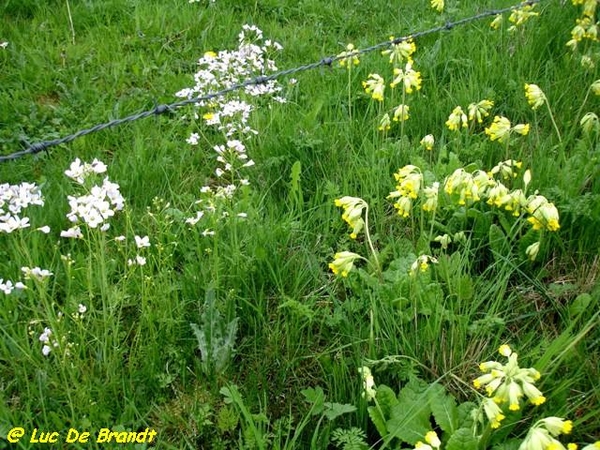 Ardennen Adeps wandeling Honnay Beauraing