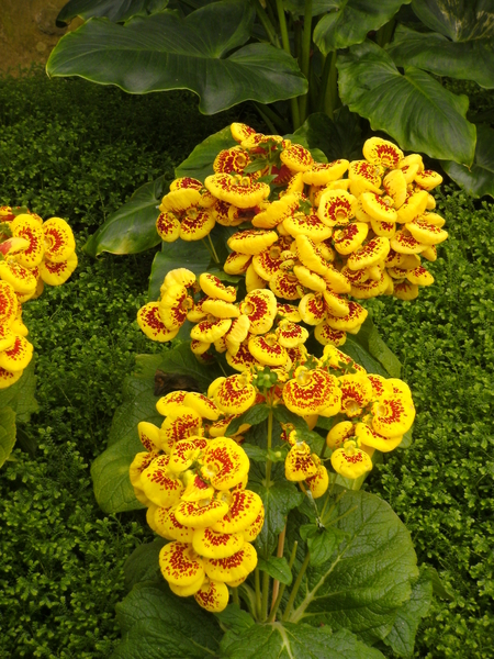 Pantoffelplantje