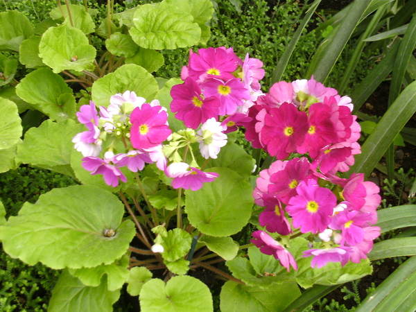 Sleutelbloem