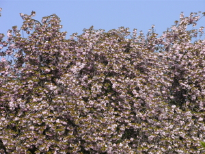 Japanse kerselaar