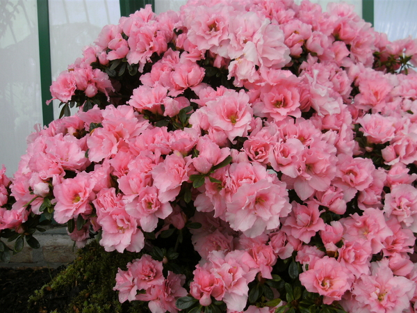 Azalea