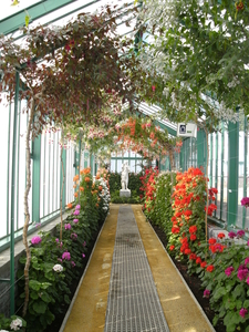 Fuchsia en pelargonium