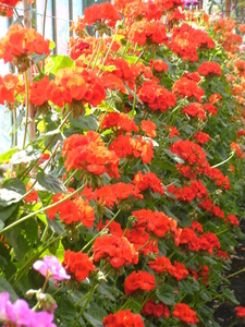 Een zee van bloemen