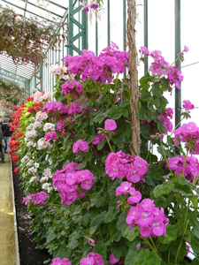 Nieuwe tinten van pelargonium