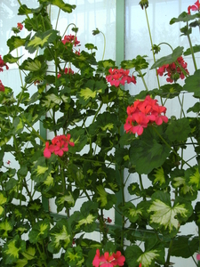Pelargonium met mooi bladvorm